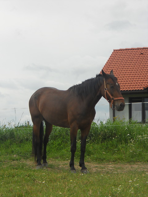 Huszaria :D 