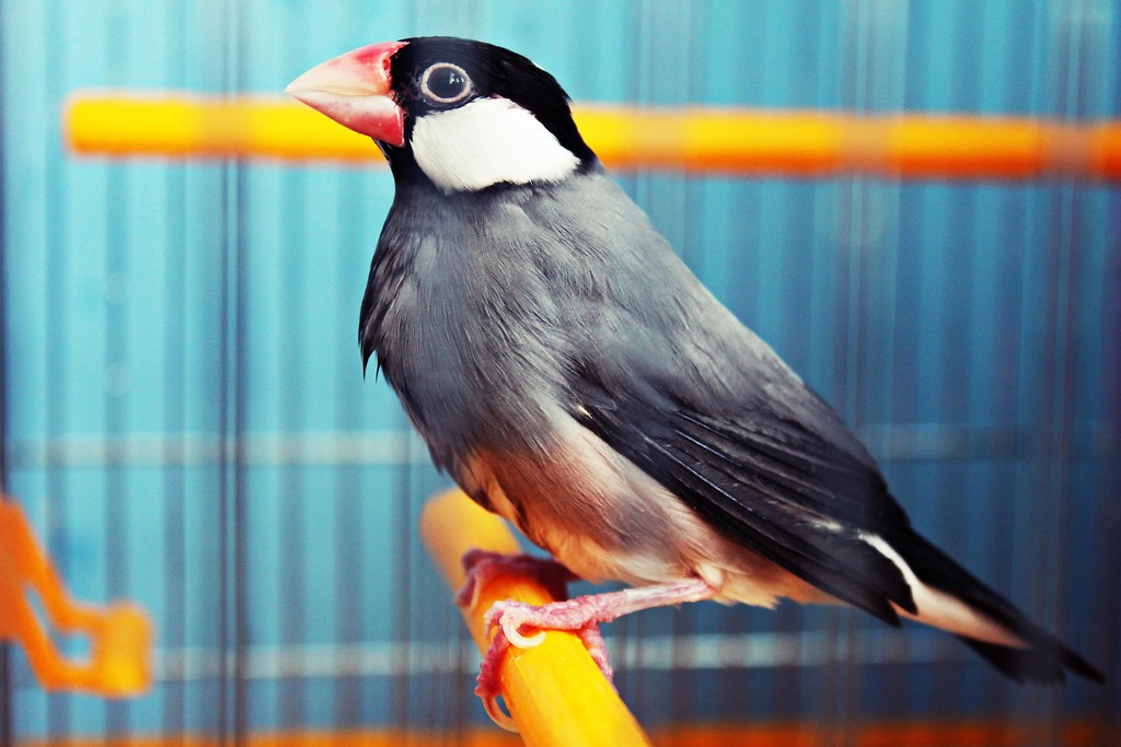 3 dzie Birdiego . 