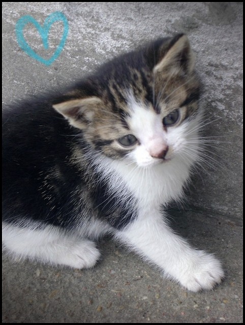 . Mojaa Kiciaa . !< 333