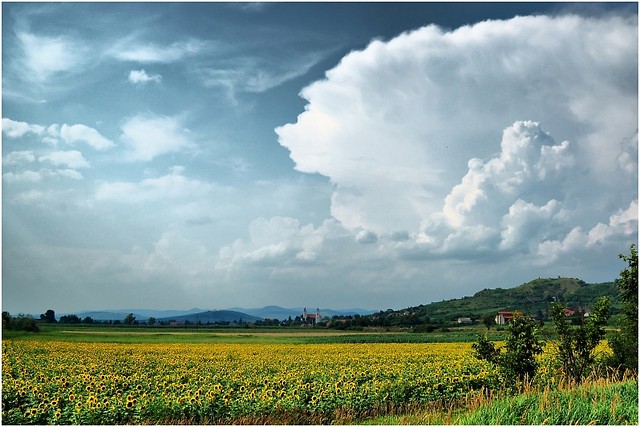 above the sunflowers