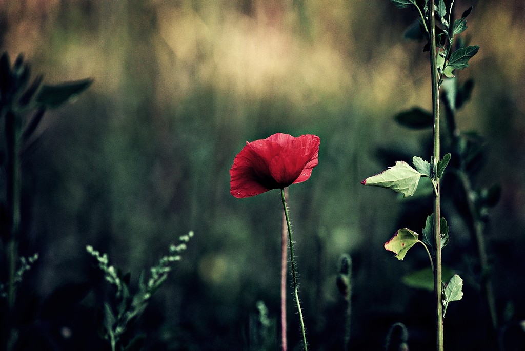 The flower