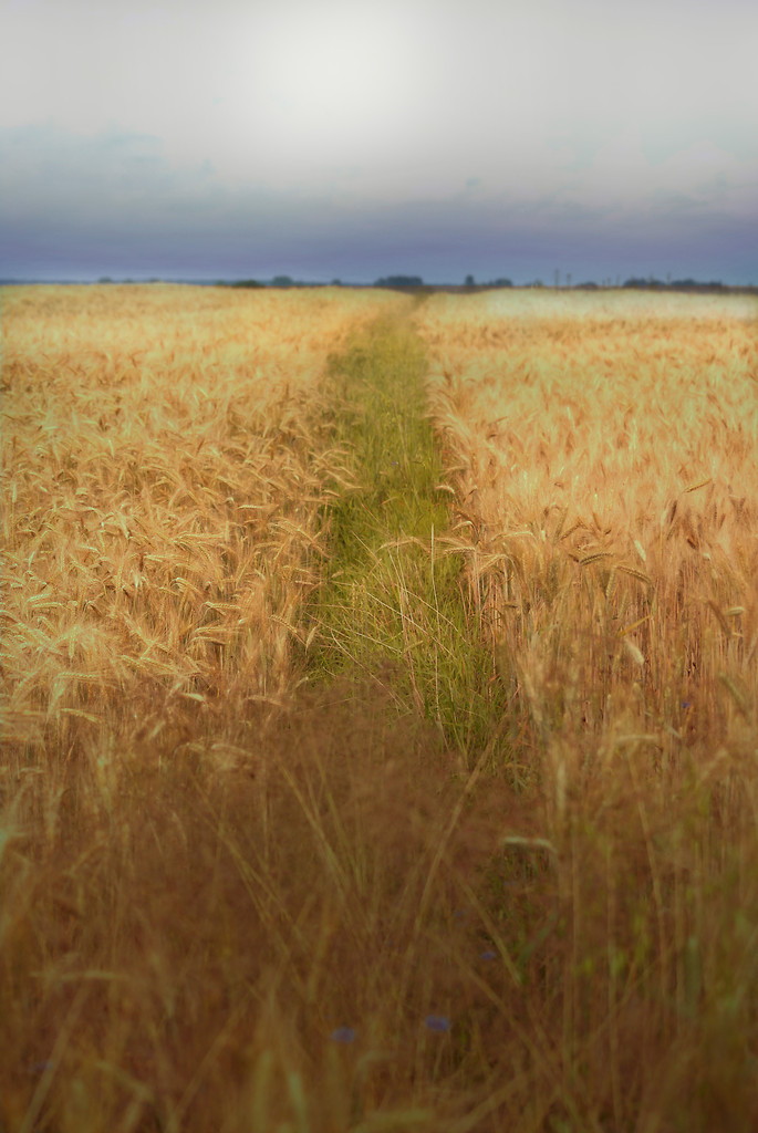 Krajobrazy podlasia.