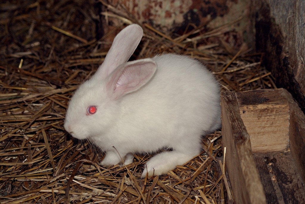 The rabbit