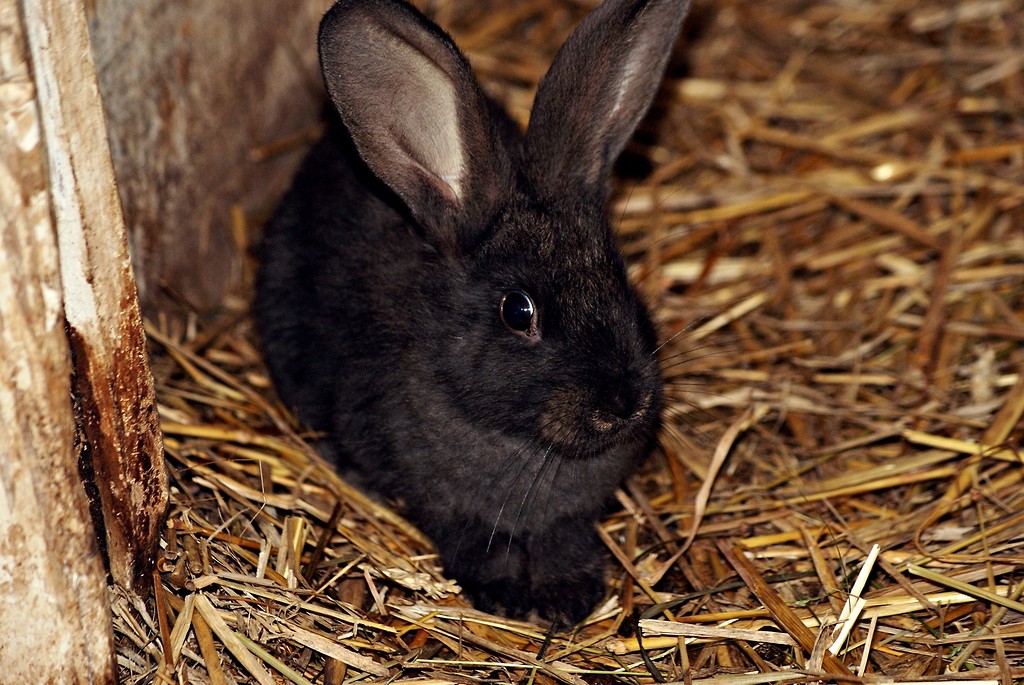 The rabbit