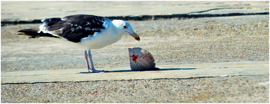 Om nom nom!