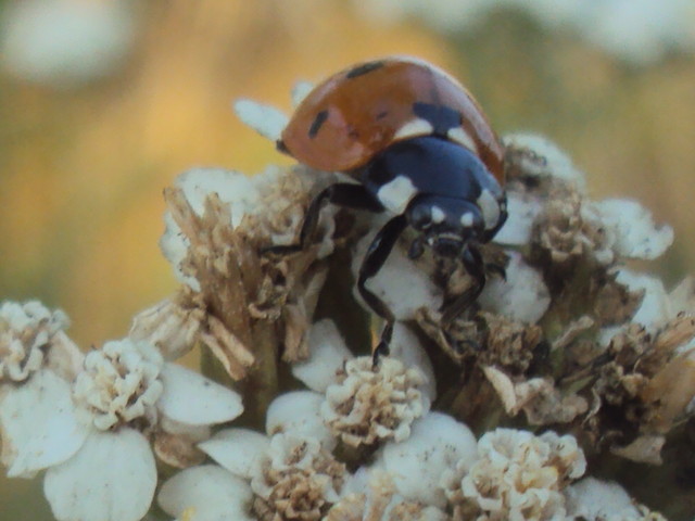 'Pustka'
