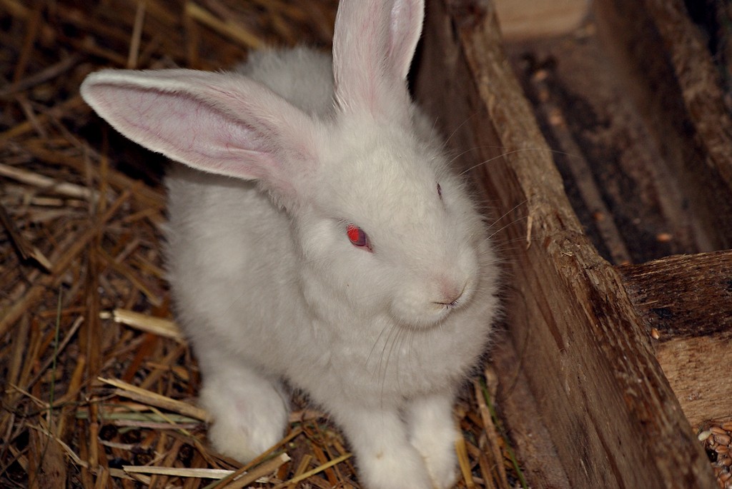 The rabbit