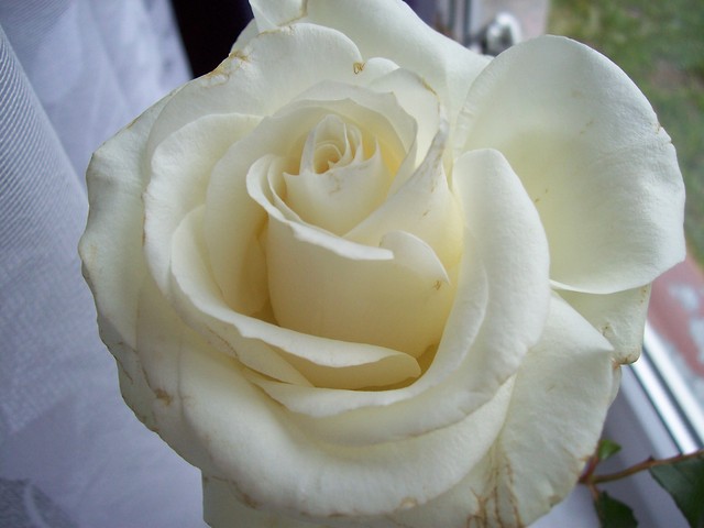 THE white rose