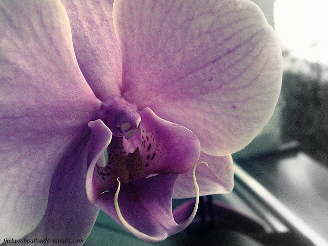 orchidea :)