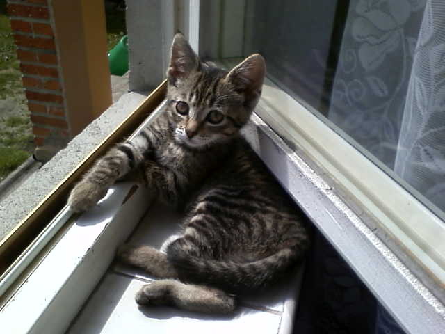 Kiciu .