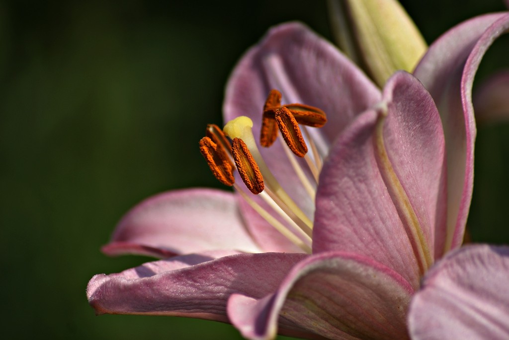The flower