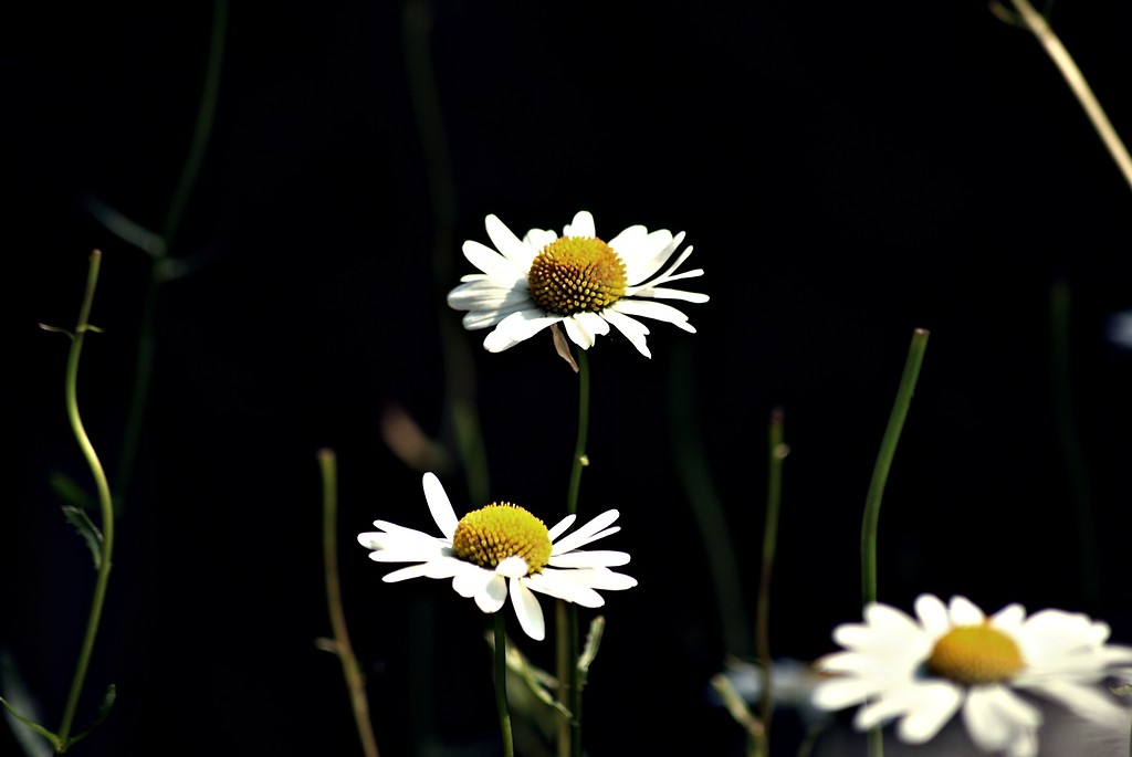 The flower