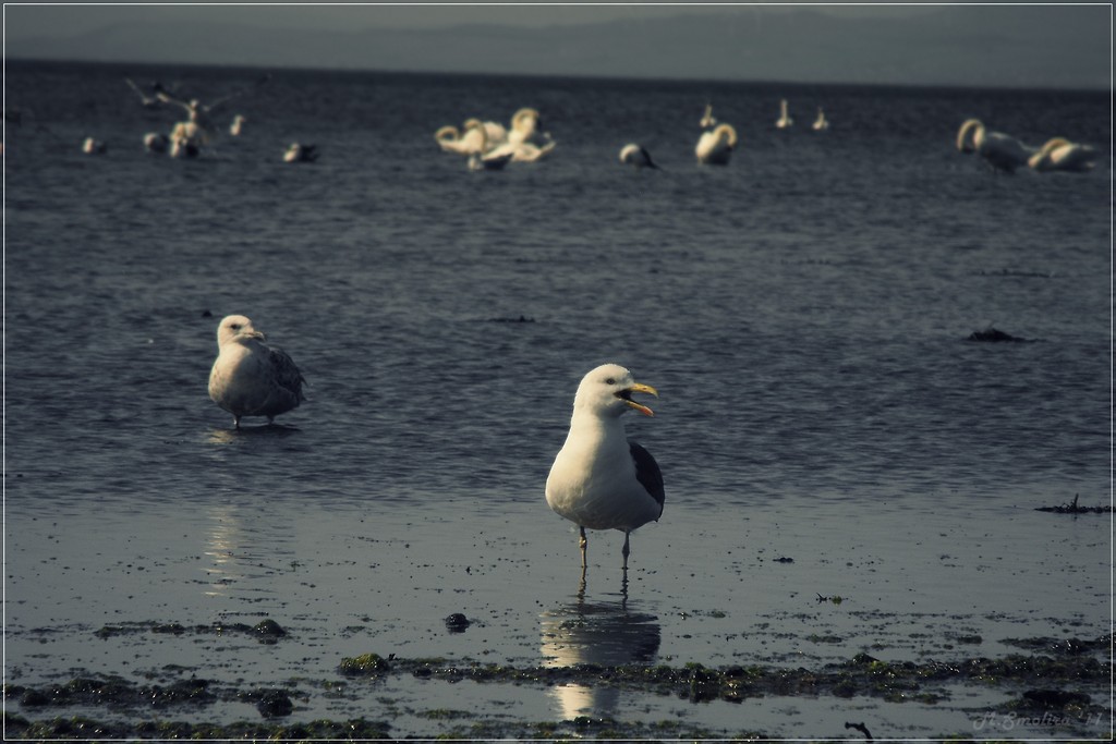 Ayr ~:)