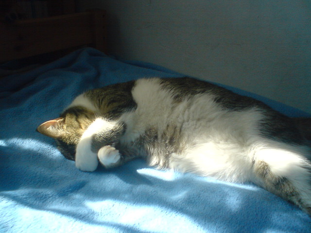 Zmorcia ;***