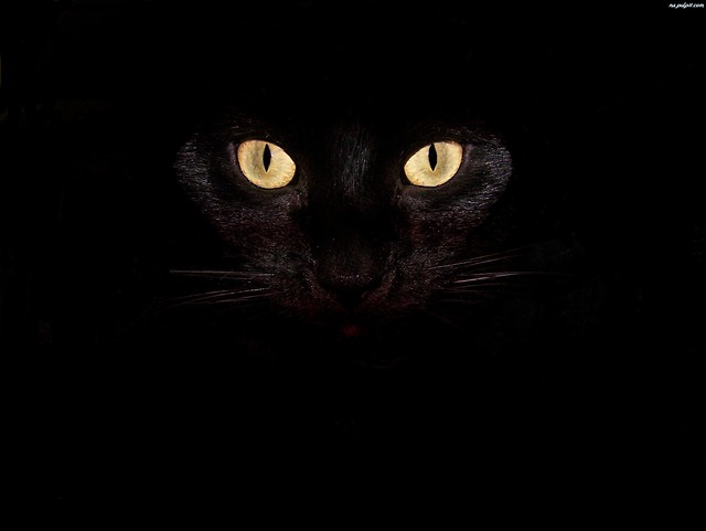 black cat