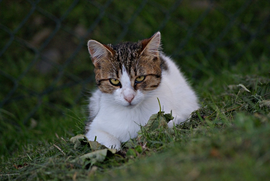 The cat