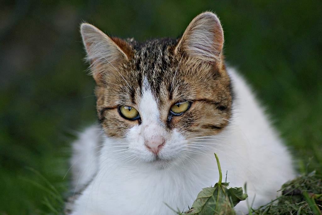 The cat