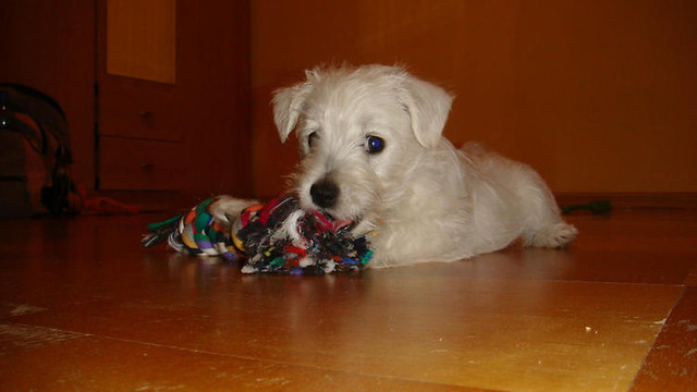 Moj Kleusiasty