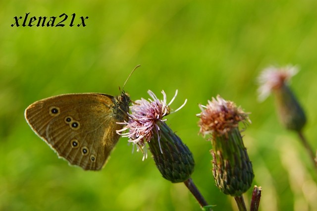 motyl.