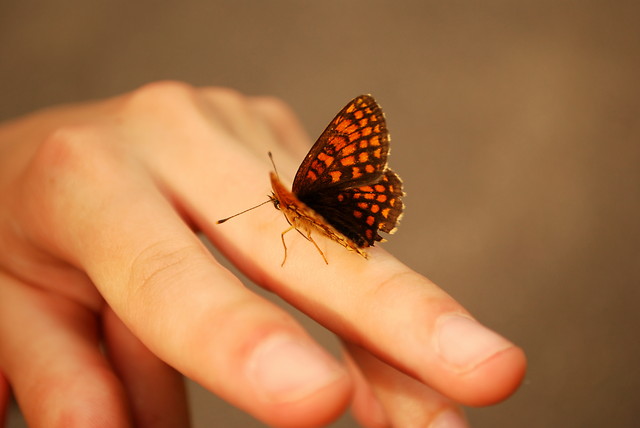 I'm a butterfly