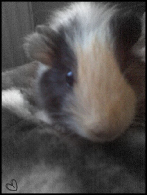 :*Pty:*