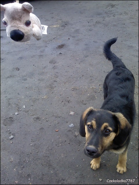 :*Cezar:*