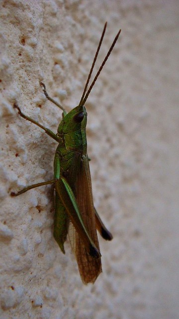 buczaczo :D