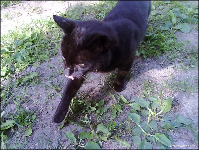 :*Muynek:*