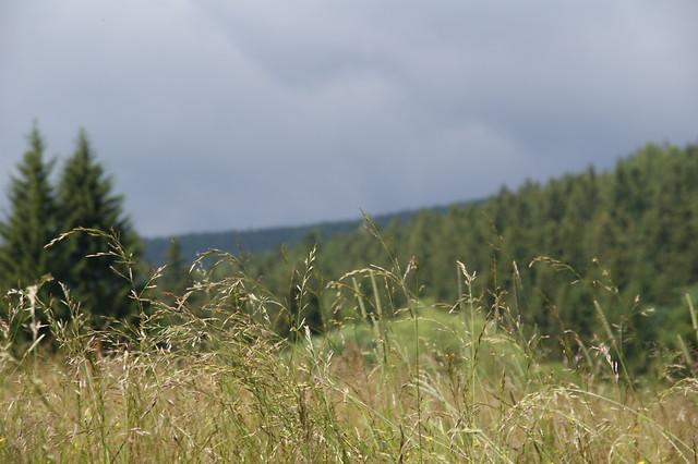 all the grass