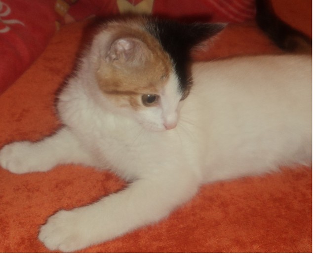 Leca atka 
