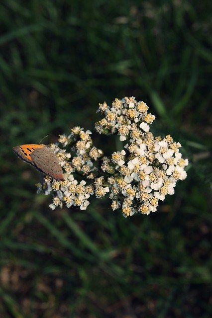 butterfly.