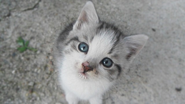 kiciaa