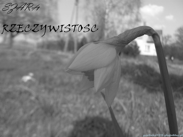 szara rzeczywisto