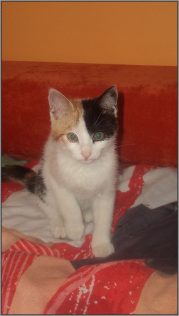 moja atka