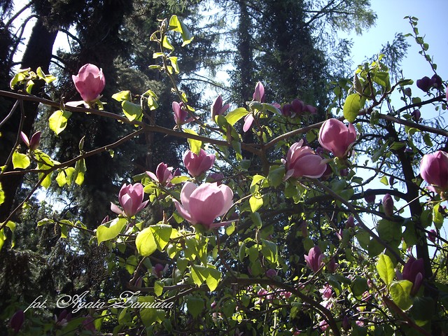 magnolia :)