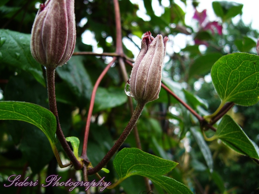 506.clematis.