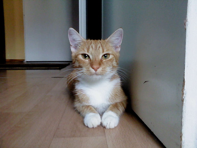 kootek ; ))