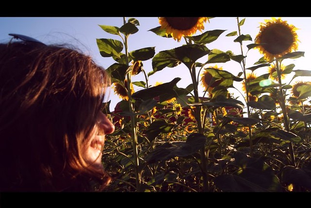 Sunflower.