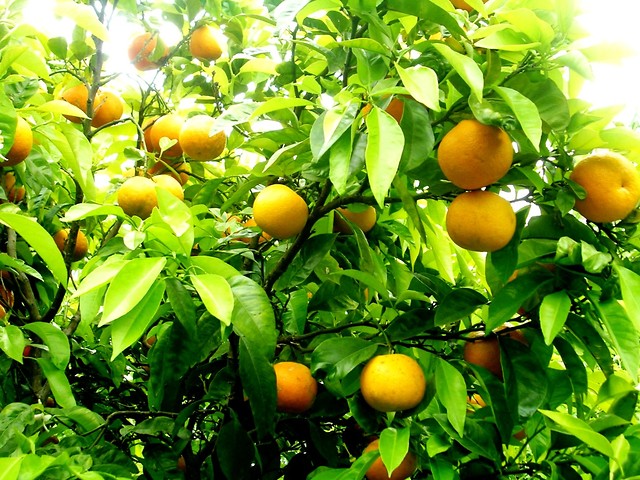Pyszne Pomaracze 