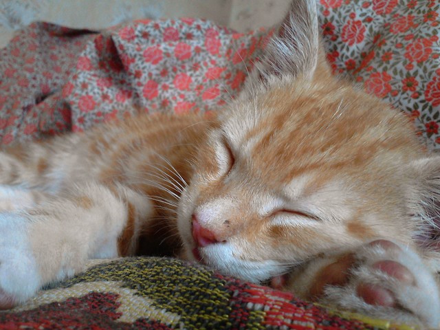 rudy