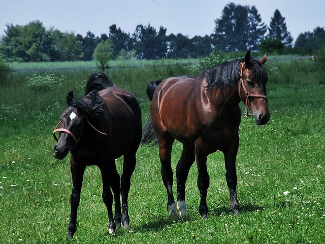 modziaki
