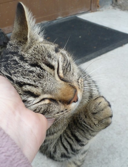 Purrrrrr... Soooo gooood...