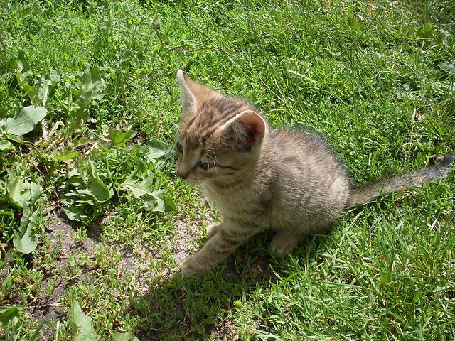 Kotek