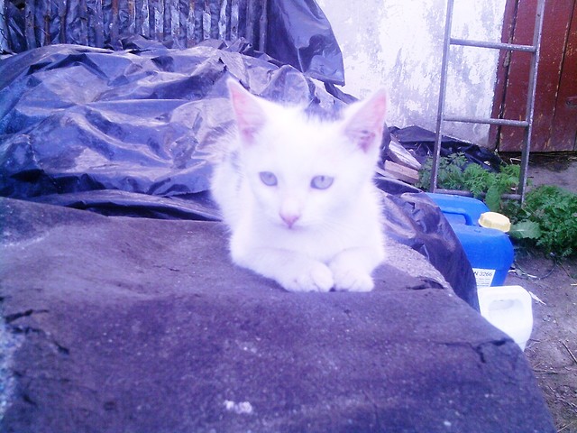 Moli.