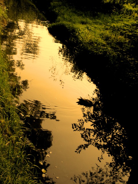 Sunset by the duck river...