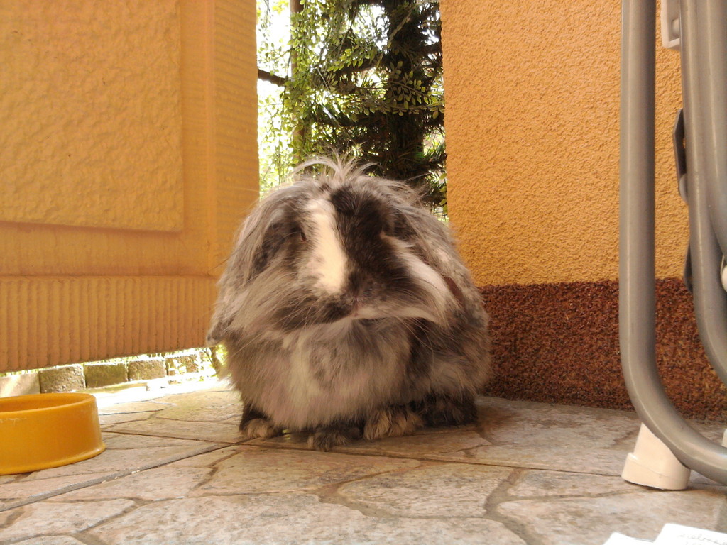 Pikna Zuza