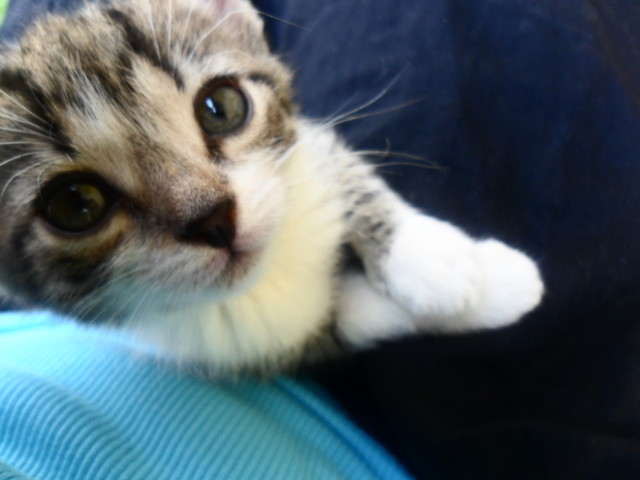 mj kotek :)