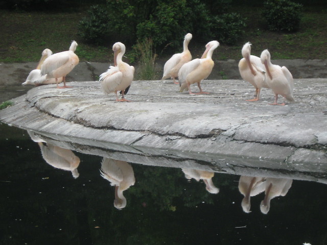 Zoo.