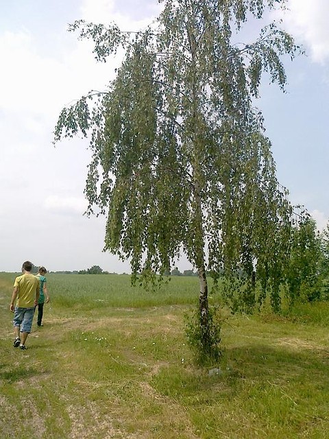 podchody na kociec roku
