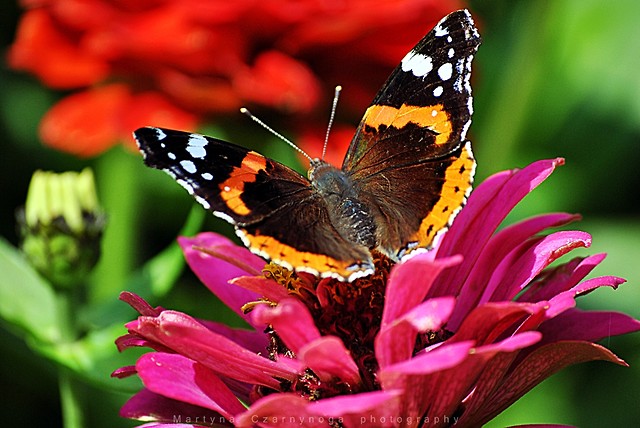 motyl